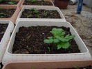 ジャガイモの箱栽培