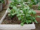 ジャガイモの箱栽培