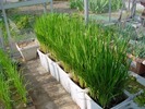 イネ（稲）の箱栽培