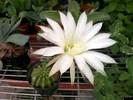 白くて大きな花のサボテン